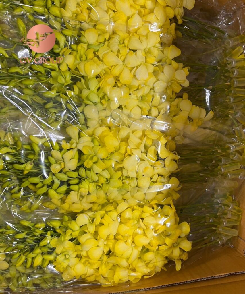Kiểm tra chất lượng hoa ngay từ vườn