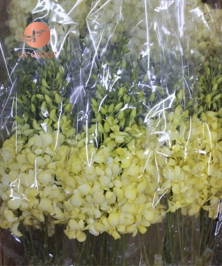 Lưu ý trong quy trình vận chuyển hoa lan Thái