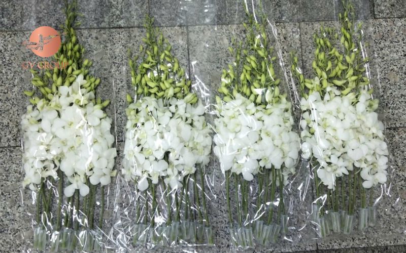 Đóng gói hoa lan cắt cành