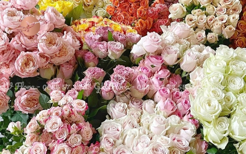 Chăm sóc hoa hồng đúng cách cho hoa nở rộ