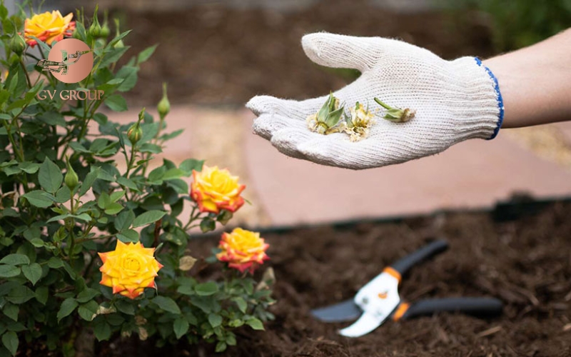 Loại bỏ bông hỏng khi chăm sóc hoa hồng