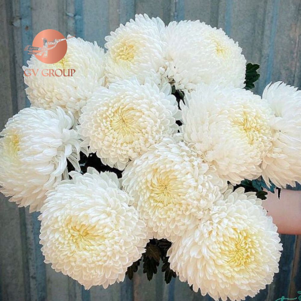 Cúc mẫu đơn trắng
