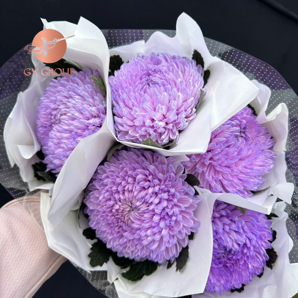 Cúc mẫu đơn tím
