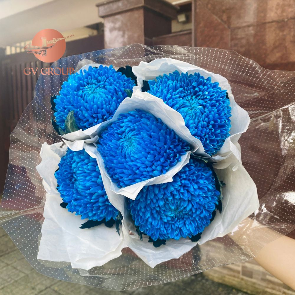Cúc mẫu đơn xanh dương