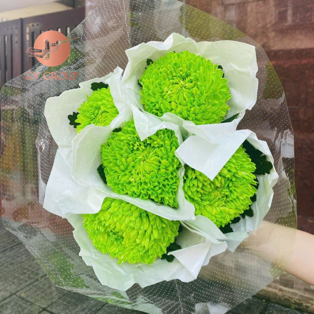 Hoa cúc mẫu đơn cốm