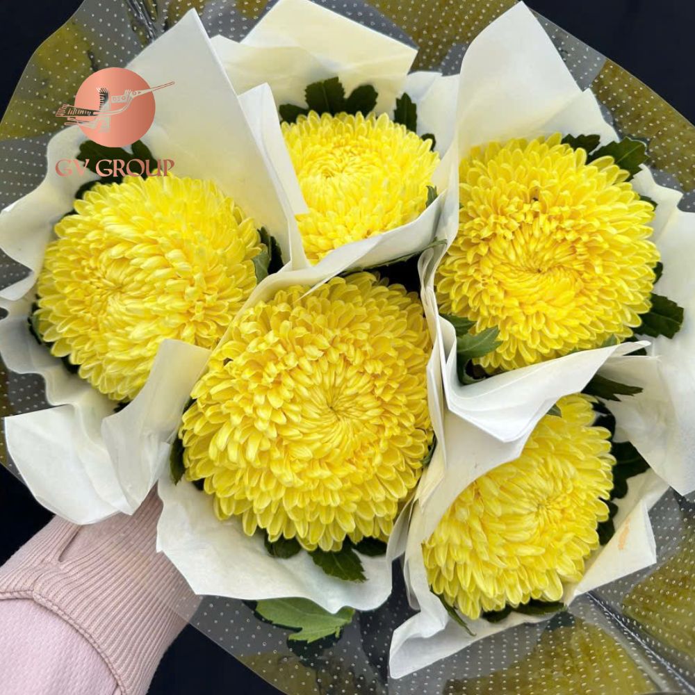 Hoa cúc mẫu đơn vàng