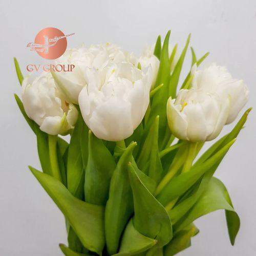 Tulip Double Northcap W2