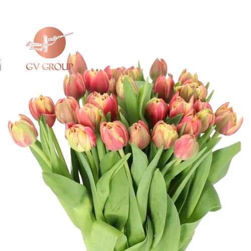 Tulip Double Colombus C1