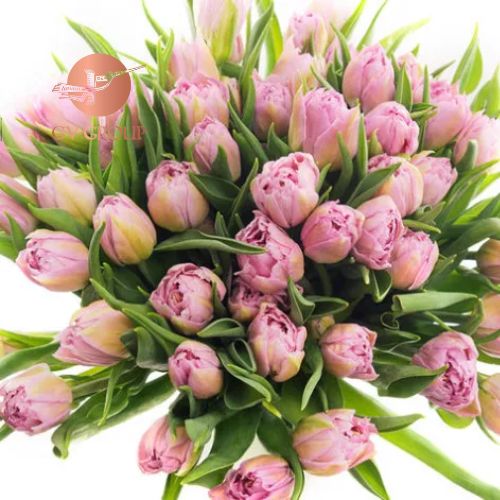 TULIP DOUBLE DOUBLE PRICE H3