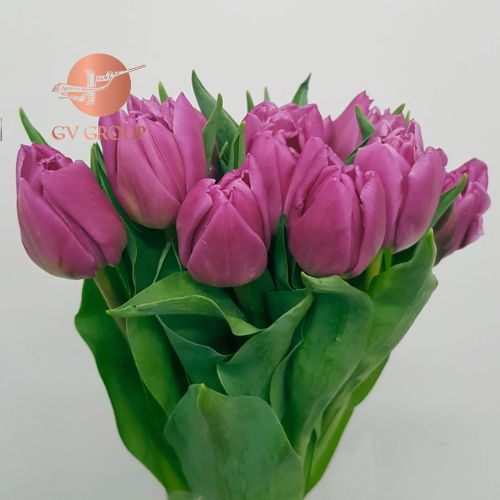 TULIP DOUBLE DOUBLE PRINCESS H2