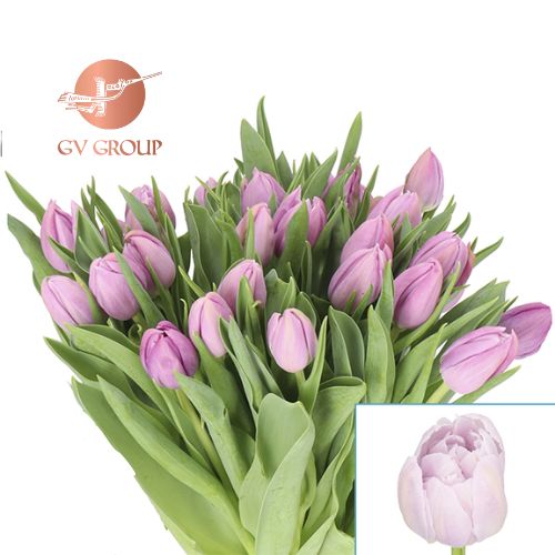 Tulip Double Katinka T2