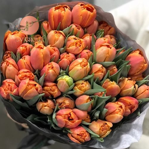 TULIP DOUBLE ORANGE C3