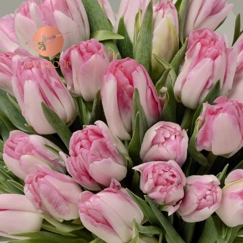 TULIP DOUBLE PINK H4