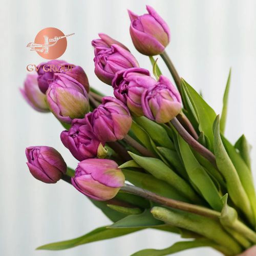 TULIP DOUBLE PURPLE T4