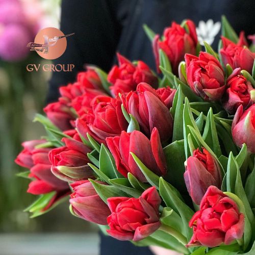 TULIP DOUBLE RED PRINCESS Đ2
