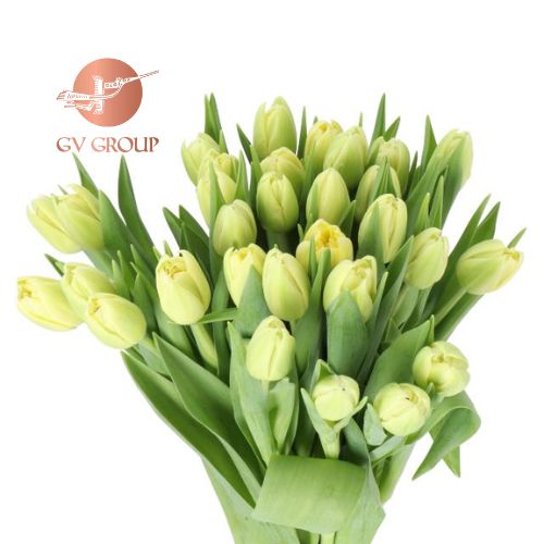 TULIP DOUBLE VERONA V1