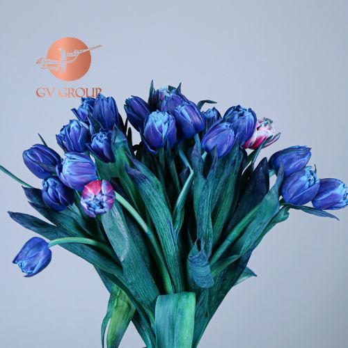 TULIP DYED BLUE LAGOON X1