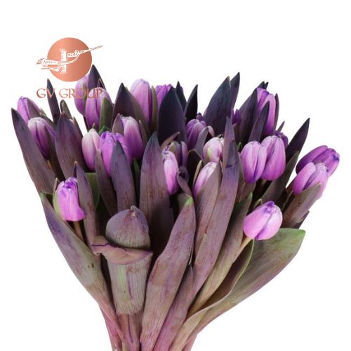 TULIP DYED PASTEL VIOLET T3