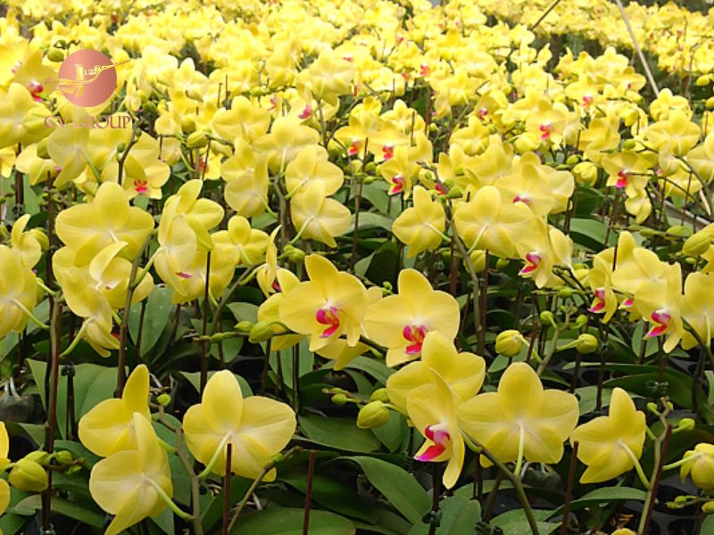 Nguồn gốc hoa lan vàng thuộc họ Orchidaceae