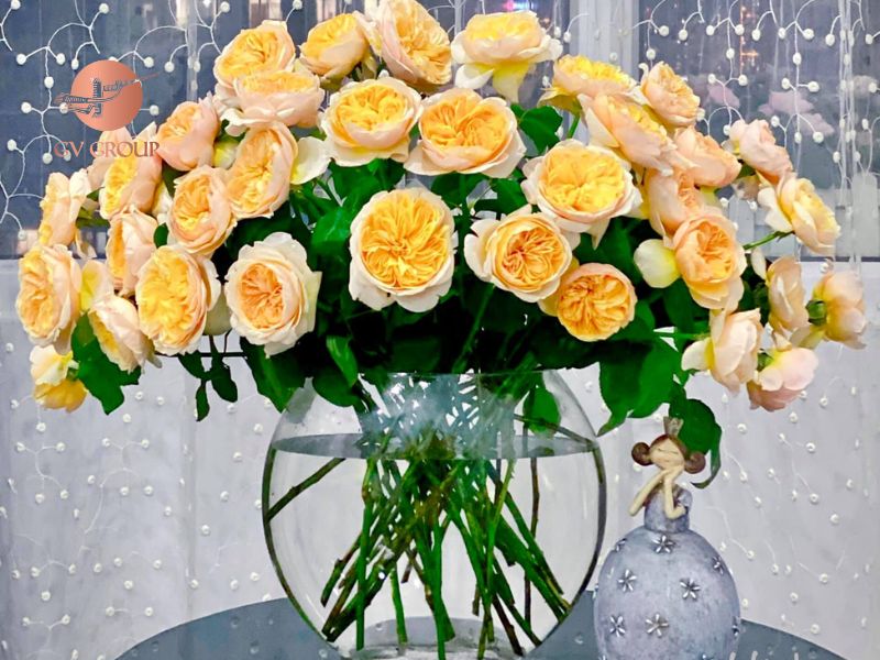Hoa hồng Juliet hay còn được gọi là AUS Jameson Rose