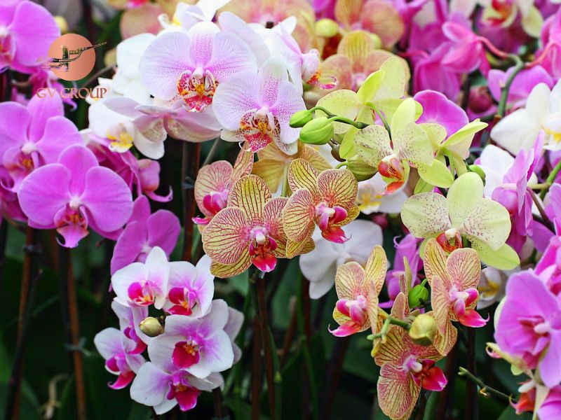 Nguồn gốc hoa lan trắng