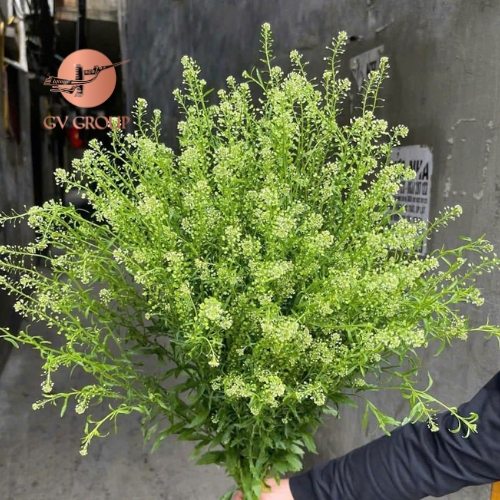 CỎ ĐỒNG TIỀN TRUNG QUỐC